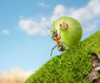 ant rolls gooseberry uphill