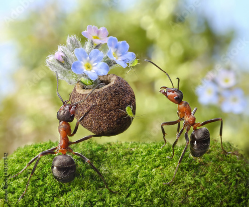 Photo: ant gives flowers with sweets, juicy aphids, ants tales ant gives flowers with sweets, juicy aphids, ants tales