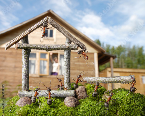 Foto: team of ants constructing house, teamwork team of ants constructing house, teamwork