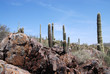 Sonora Desert