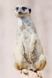 Erdmännchen auf Felsen