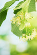 Branch of linden flowers in garden