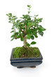 Green bonsai tree