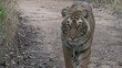 Bengal Tiger stalking