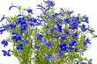 Männertreu (Lobelia erinus), Nahaufnahme