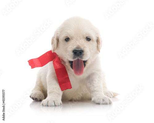 Foto: small cute golden retriever puppy, on white background small cute golden retriever puppy, on white background