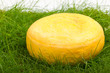 Round onion cheese isolated in the green grass