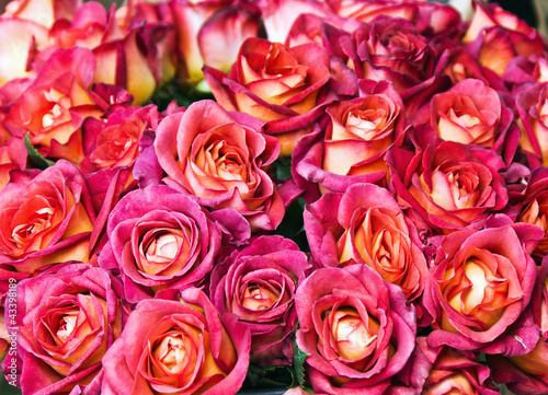 Photo: Red Roses background Red Roses background