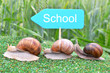 Three snails on the way to school