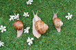 Three snails on the grass