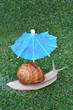 Snail under brolly