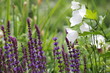 Salbei (lat. salvia) & Glockenblume (lat. campanula)