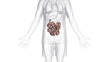 A body which is transparent apart from the small intestine.