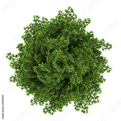 Illustration: top view of silver maple tree isolated on white background top view of silver maple tree isolated on white background
