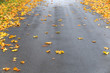 Foto: Regennasse Straße im Herbst, Ahornlaub, Reinigungspflicht Regennasse Straße im Herbst, Ahornlaub, Reinigungspflicht