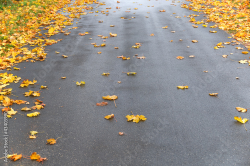 Photo: Regennasse Straße im Herbst, Ahornlaub, Reinigungspflicht Regennasse Straße im Herbst, Ahornlaub, Reinigungspflicht