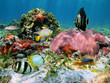 Starfish and corals