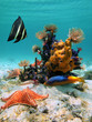 Underwater colors and forms