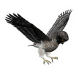 Beautiful 3D Rendered Hawk Owl