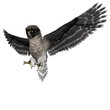 Beautiful 3D Rendered Hawk Owl