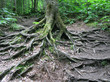 Sprawling Tree Roots 2