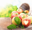 Collection of freshly picked apples