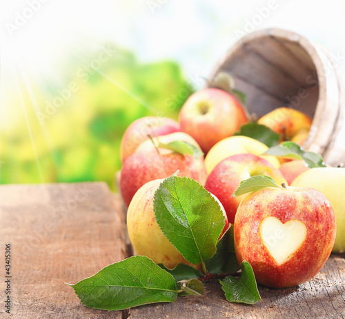 Photo: Collection of freshly picked apples Collection of freshly picked apples