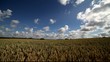 Video: Ripe wheat field. Ripe wheat field.