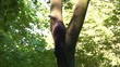 Cat on a tree