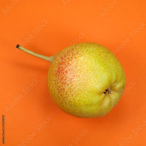 Photo: Birne - Pyrus Birne - Pyrus