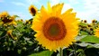 Sunflowers on the field. Original video without any processing.