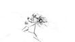 growing plant, 3d animation