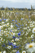 Kornblumen
