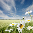 Oxeye Daisies