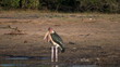 Namibia Marabu
