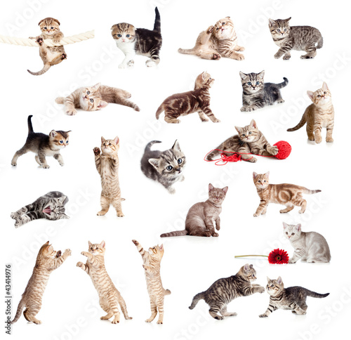 Photo: Funny British kittens collection isolated on white Funny British kittens collection isolated on white