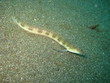 Sandaal