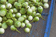 Heap of Green  Eggplant on The Ground at  Farmer's Market.