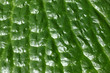 leavesdetail