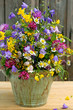 Wildblumen und -kräuter