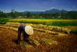 vetnamese farmer