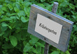 Kräutergarten