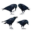 3D Crows