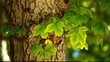 View under small green leaves chestnut trees at springtime