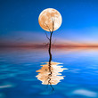 Old dry tree in water