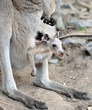 australian grey kangaroo with baby/joey in pouch