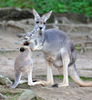 australian grey kangaroo affectionate with baby/joey