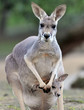 australian grey kangaroo with baby/joey in pouch