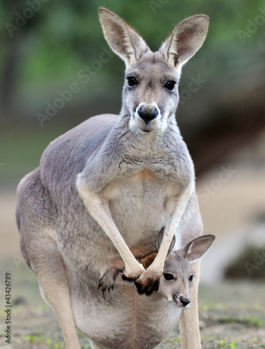 Photo: australian grey kangaroo with baby/joey in pouch australian grey kangaroo with baby/joey in pouch