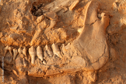 Photo: Fossil jaw bone of an extinct giraffe (Sivathere) Fossil jaw bone of an extinct giraffe (Sivathere)